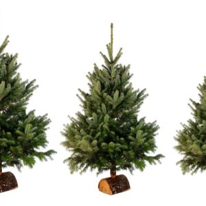vente Noel Sapjns pennac
