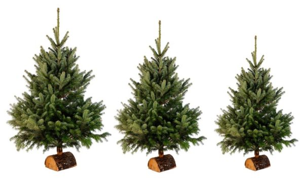 vente Noel Sapjns pennac